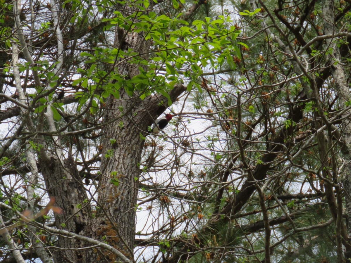 Red-headed Woodpecker - ML149657561
