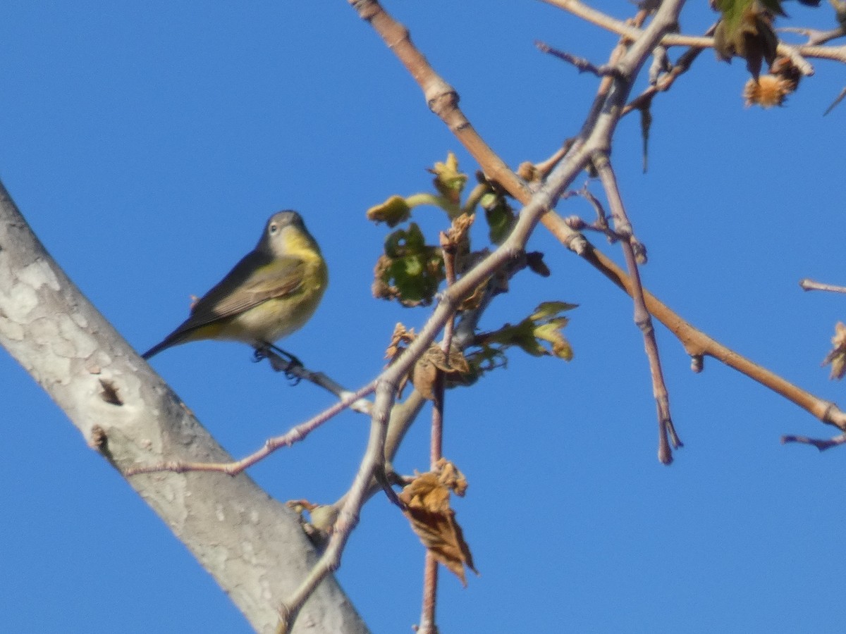 Nashville Warbler - ML149658141