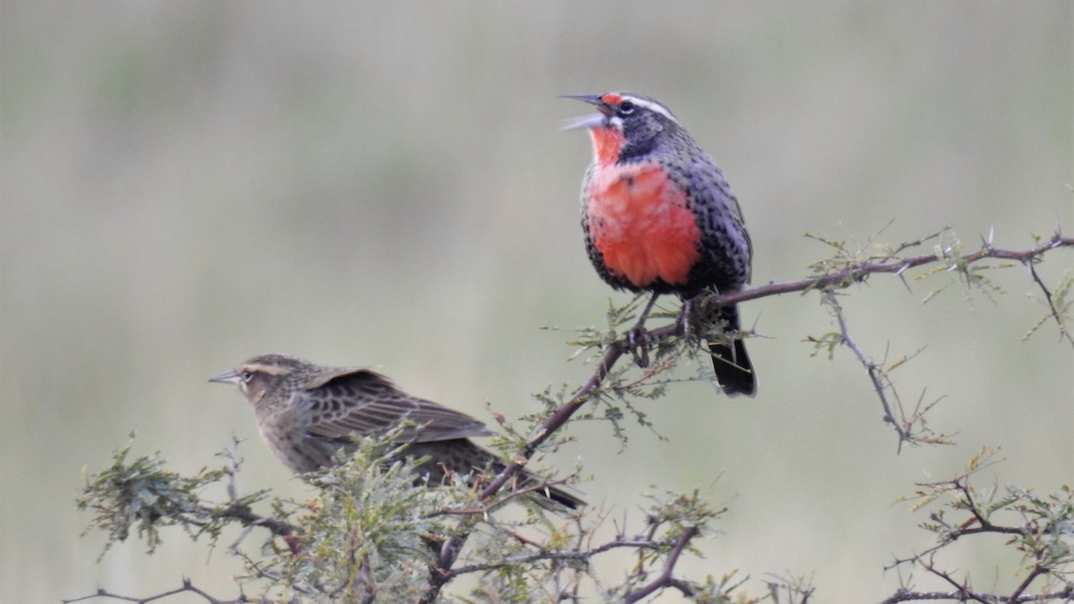 Long-tailed Meadowlark - ML149658711