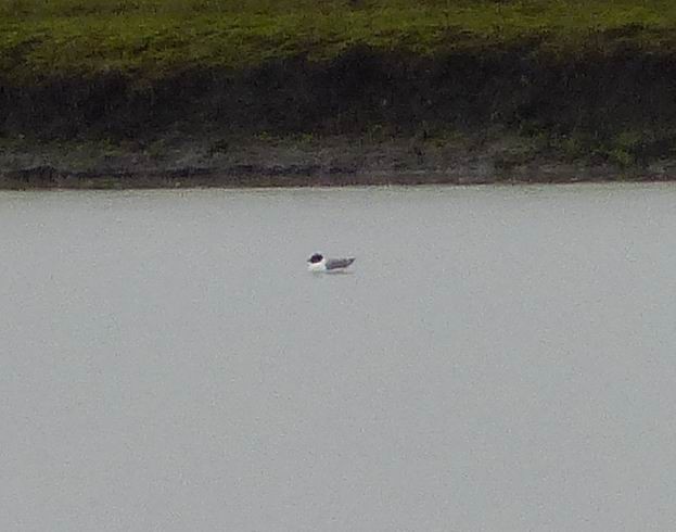 Sabine's Gull - ML149660561