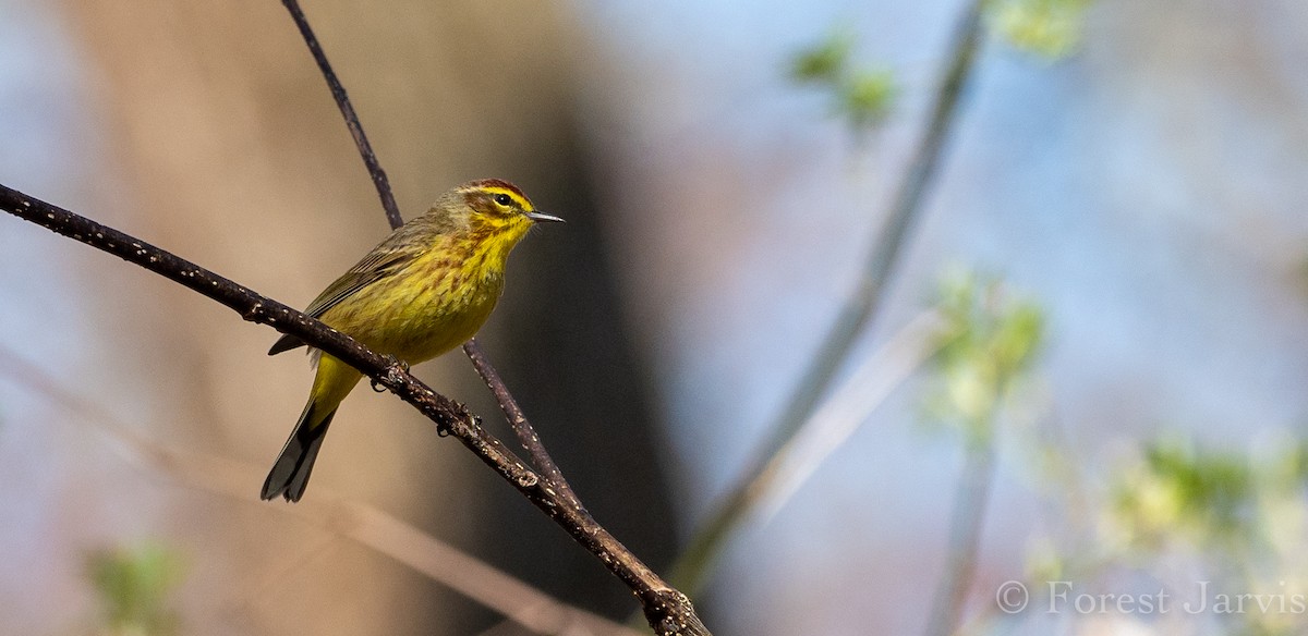 Palm Warbler (Yellow) - Forest Botial-Jarvis