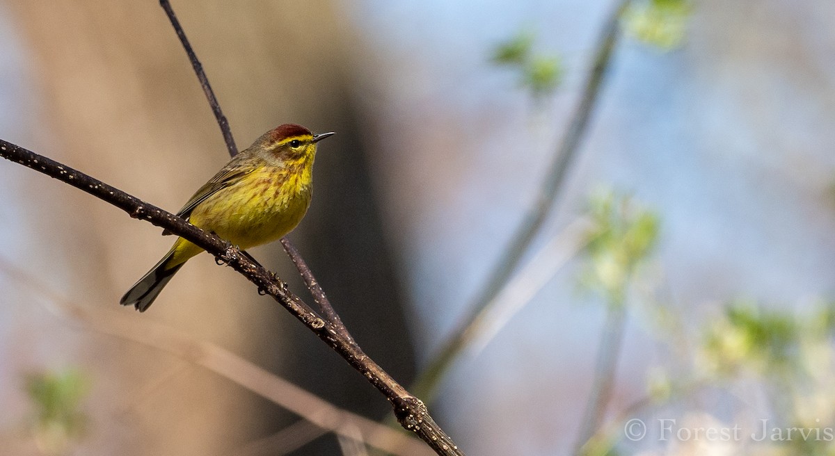Palm Warbler (Yellow) - Forest Botial-Jarvis