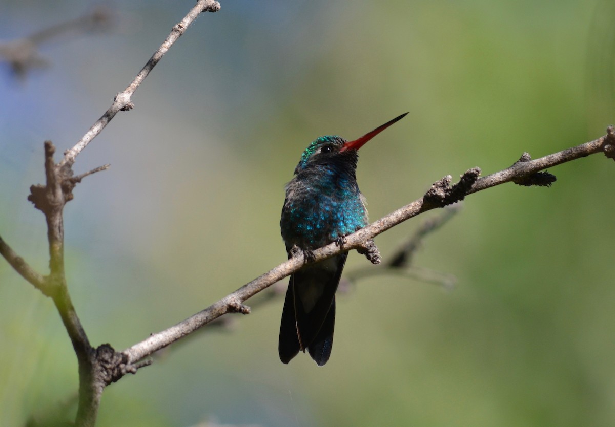 Broad-billed Hummingbird - ML149664421