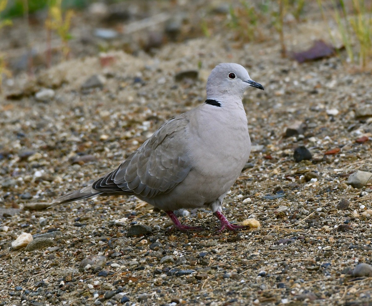 Eurasian Collared-Dove - ML149664731