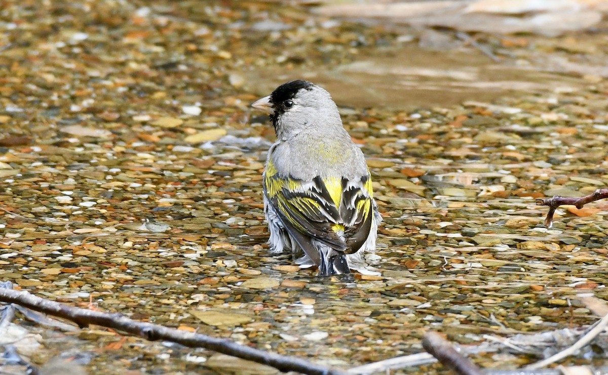 Lawrence's Goldfinch - ML149664831