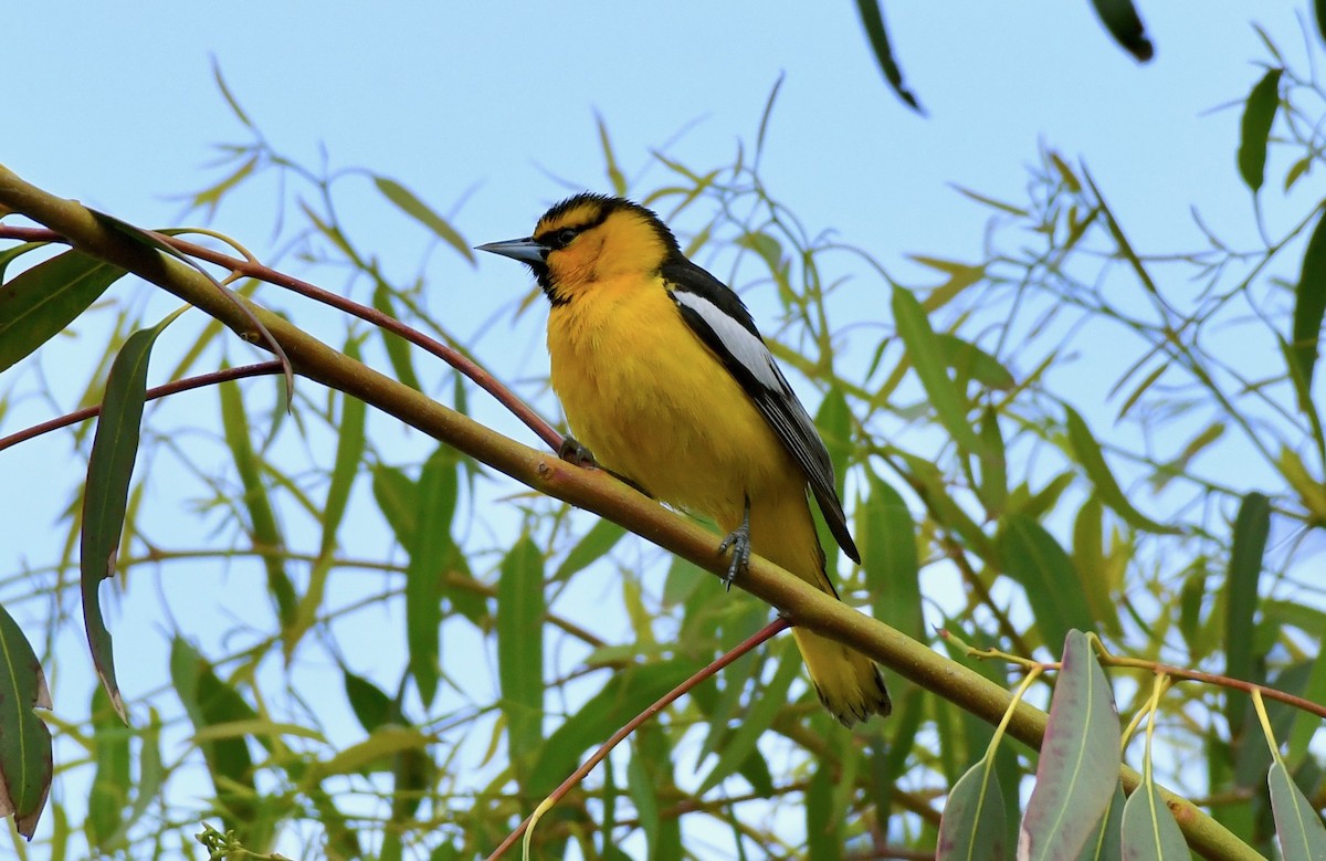 Bullock's Oriole - ML149665021