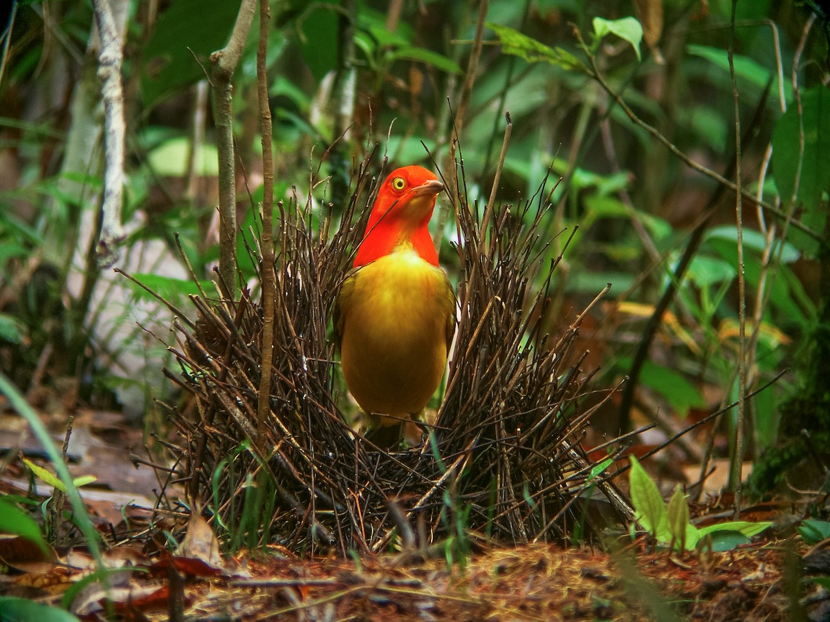 Flame Bowerbird - Nick Athanas