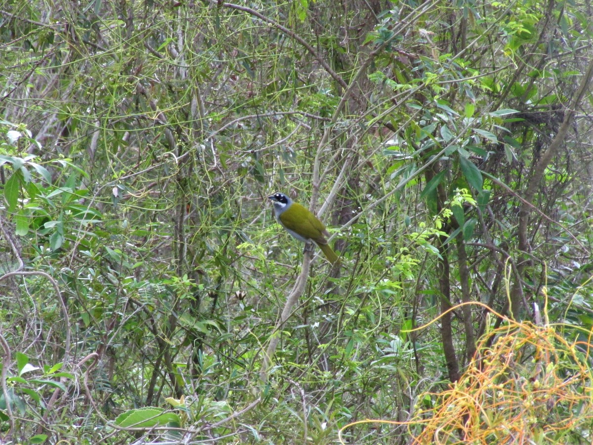 Gray-crowned Palm-Tanager - ML149666831