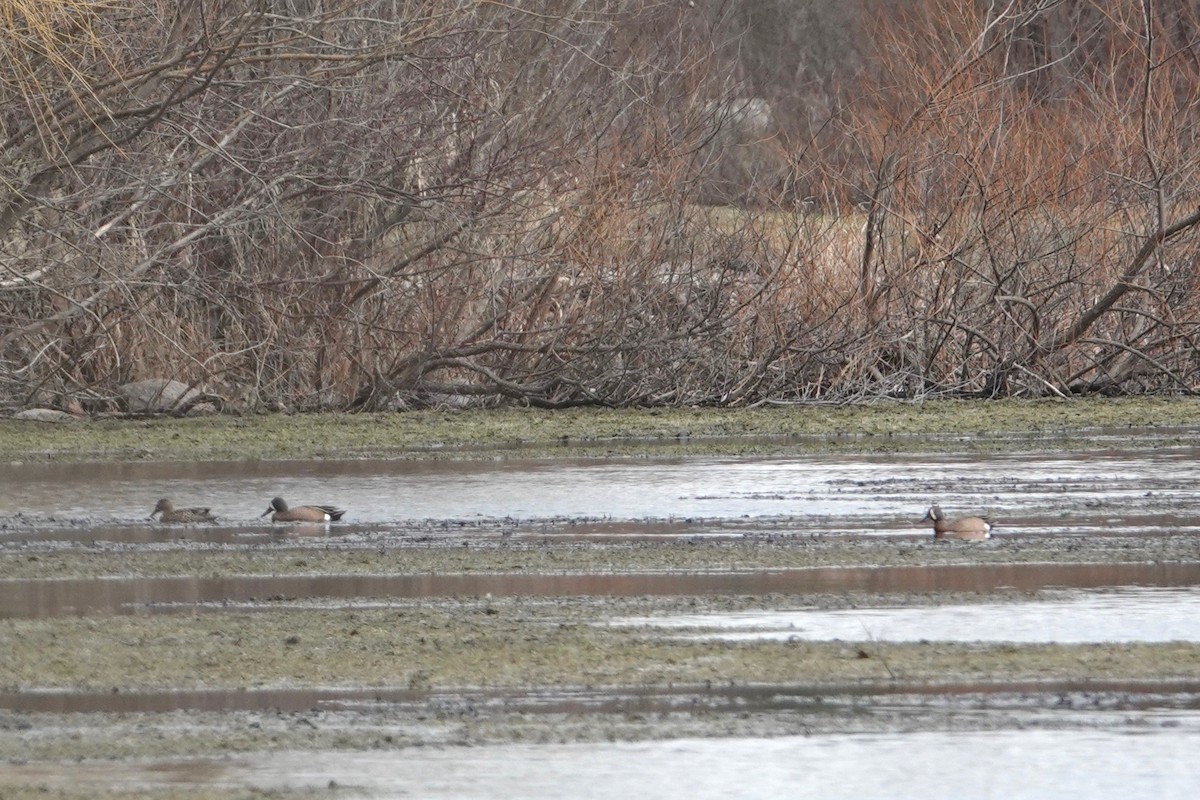 Blue-winged Teal - Joseph Hammerle