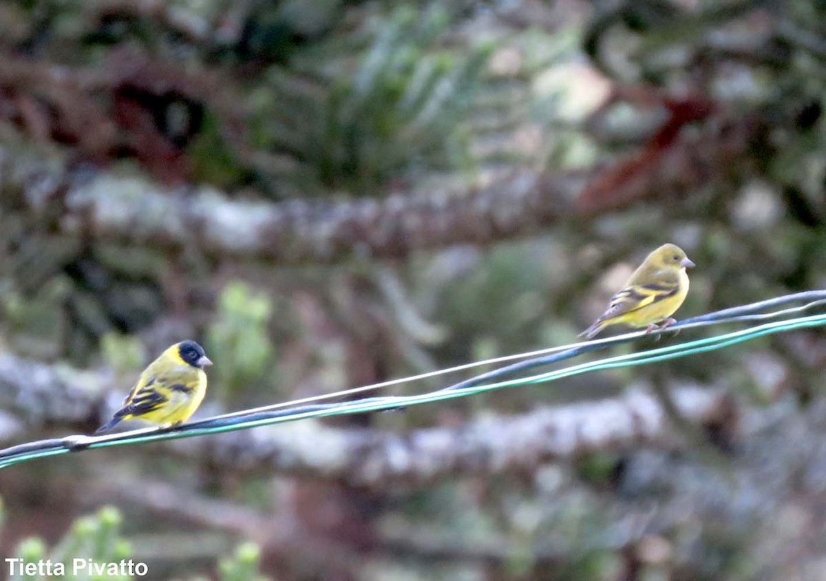 Hooded Siskin - ML149669191