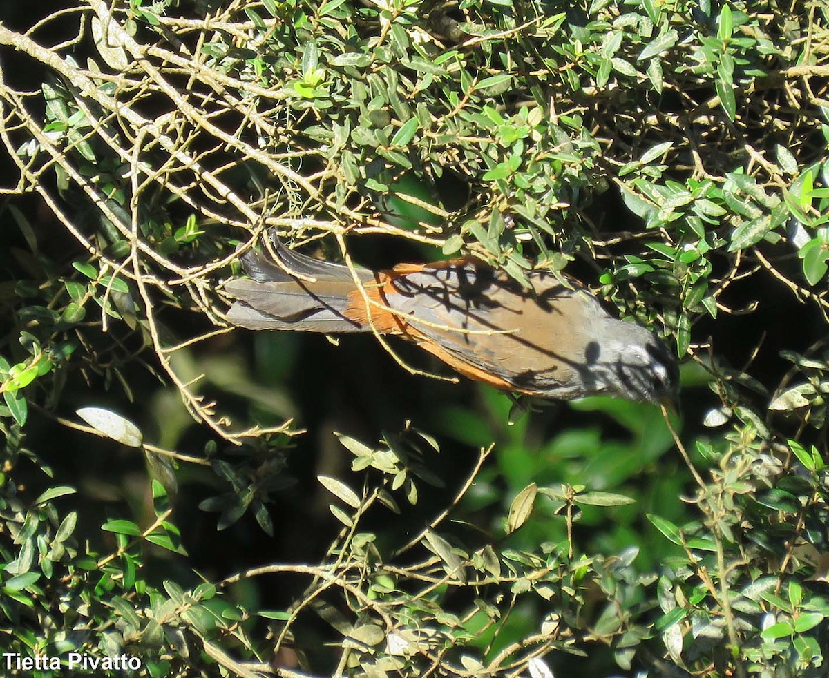 Gray-throated Warbling Finch - ML149669581