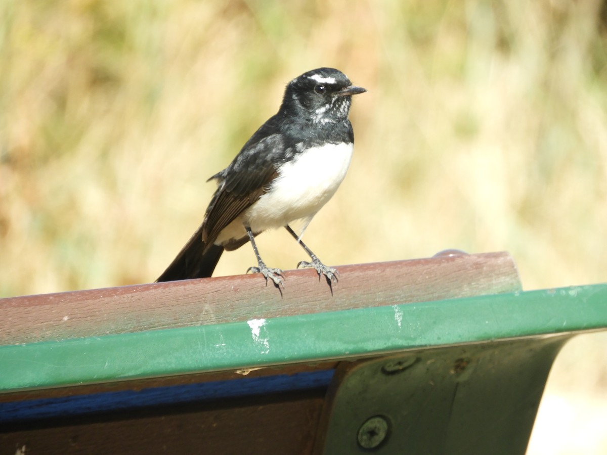Willie-wagtail - ML149669701