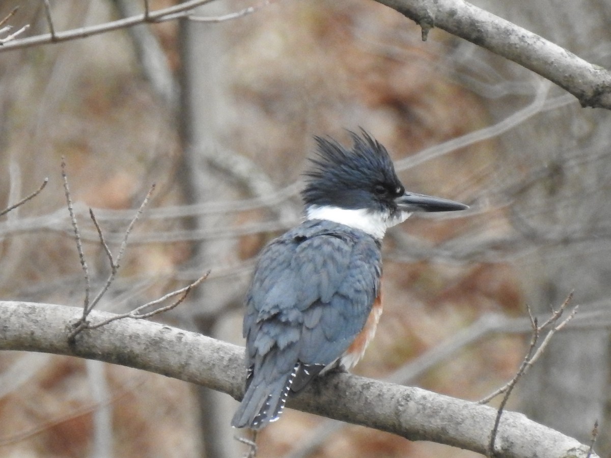Belted Kingfisher - ML149670221