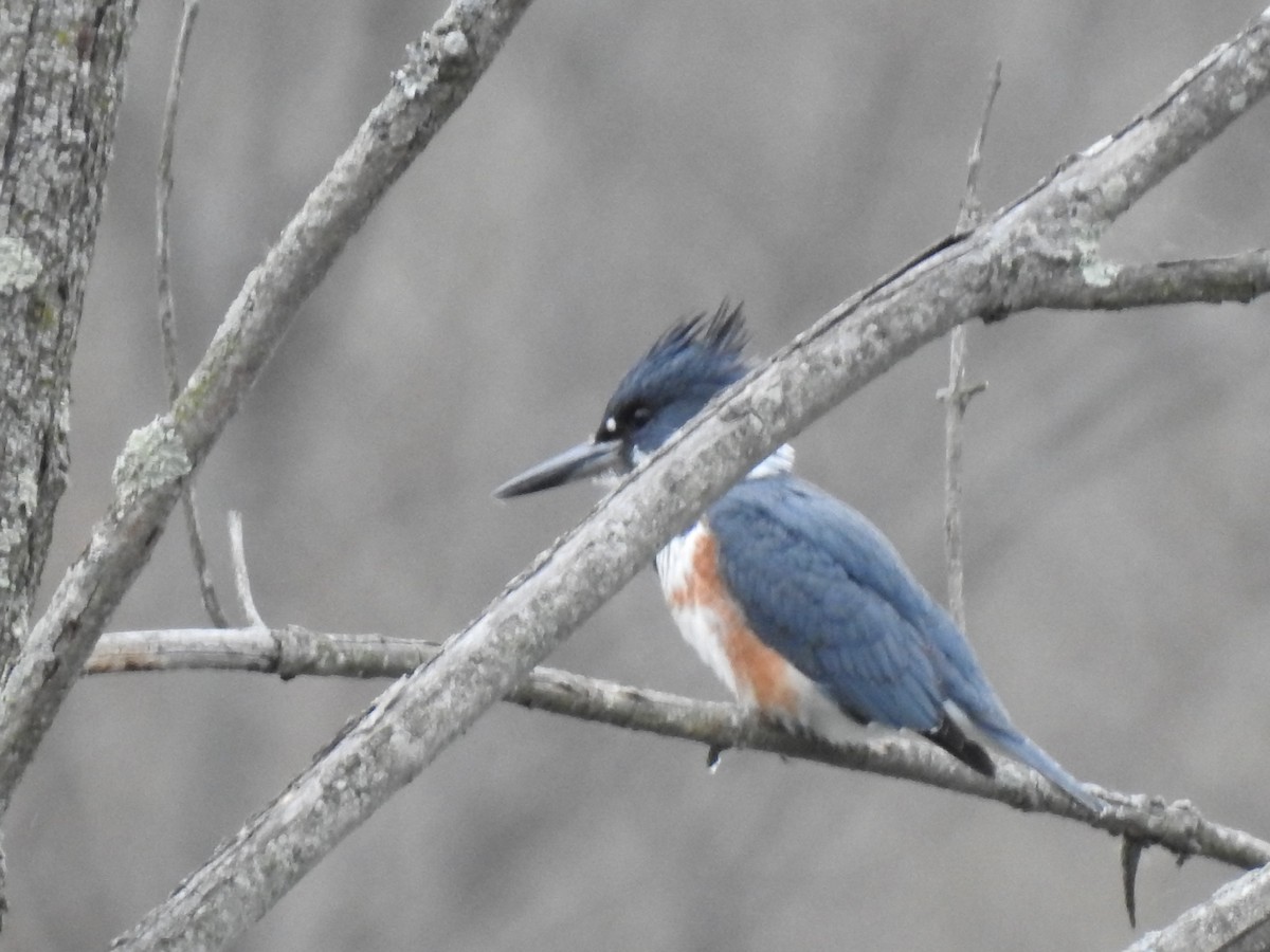 Belted Kingfisher - ML149670341