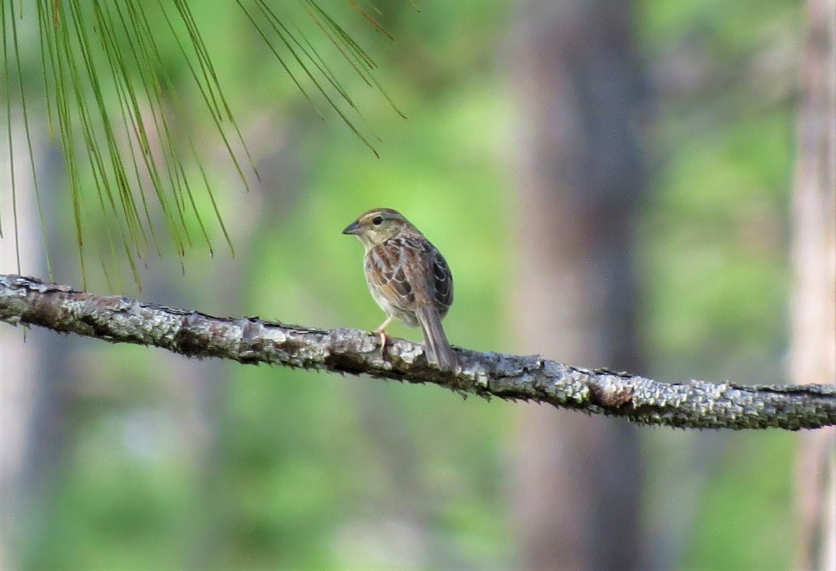 Bachman's Sparrow - ML149670521