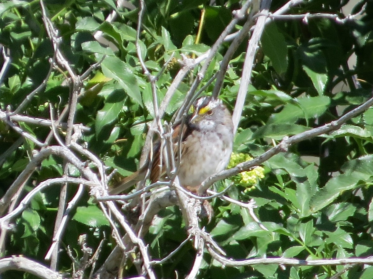 White-throated Sparrow - Bill Lisowsky