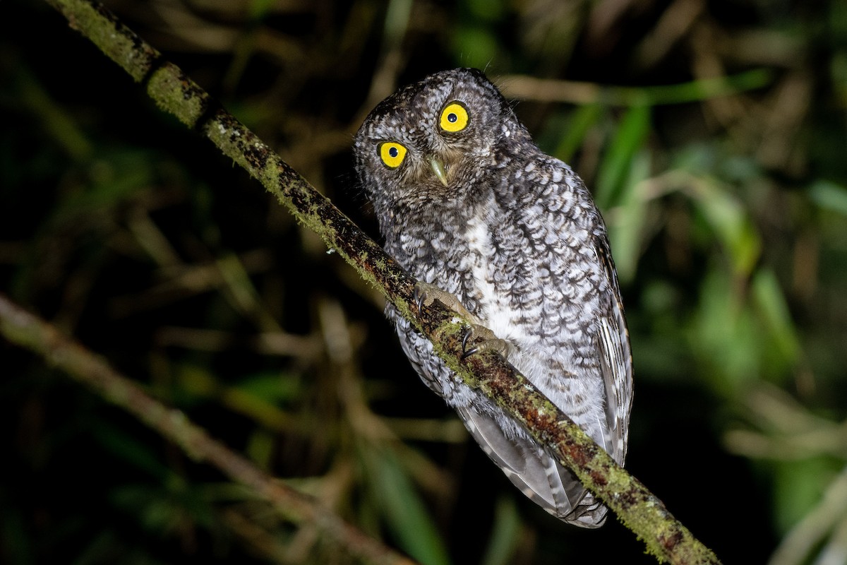 Bearded Screech-Owl - ML149671801