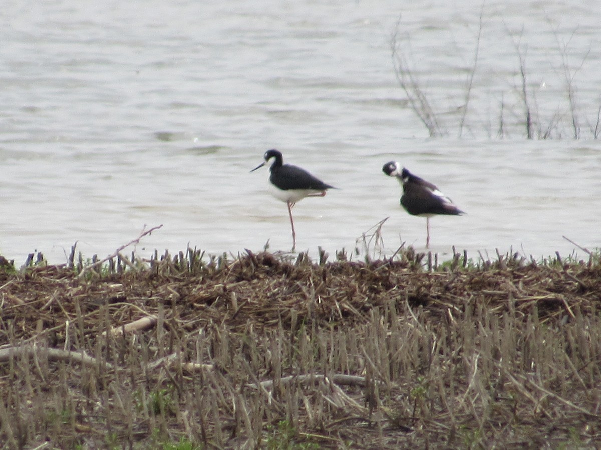 Black-necked Stilt - ML149673861