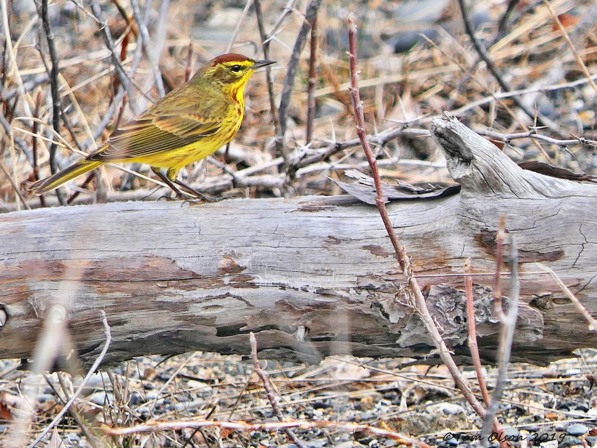 Palm Warbler - Tom Olson