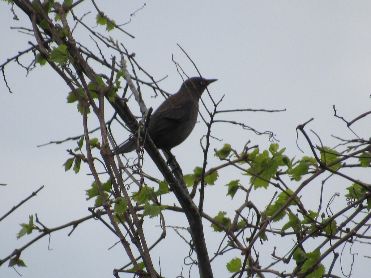 Rusty Blackbird - ML149674601