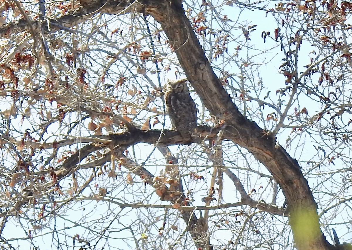 Great Horned Owl - ML149674621