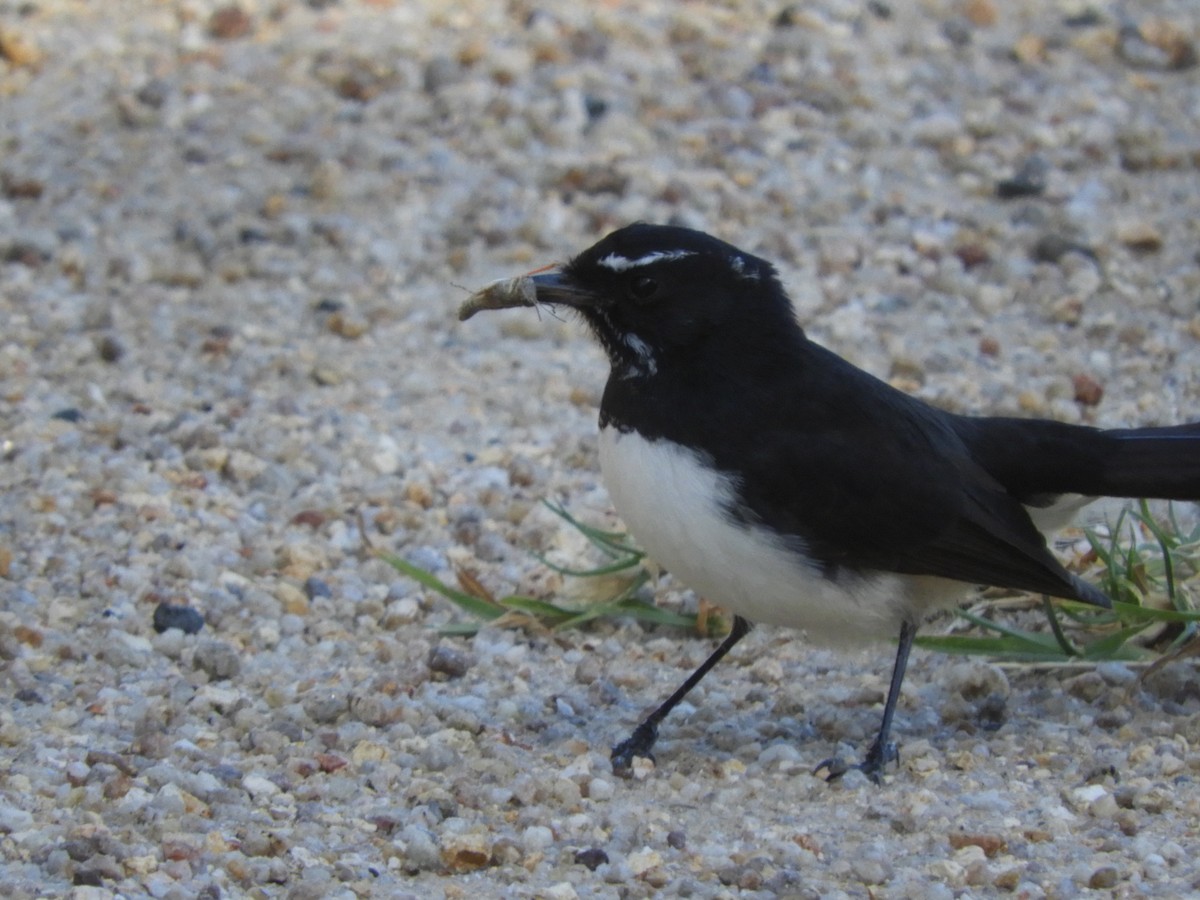 Willie-wagtail - ML149674761