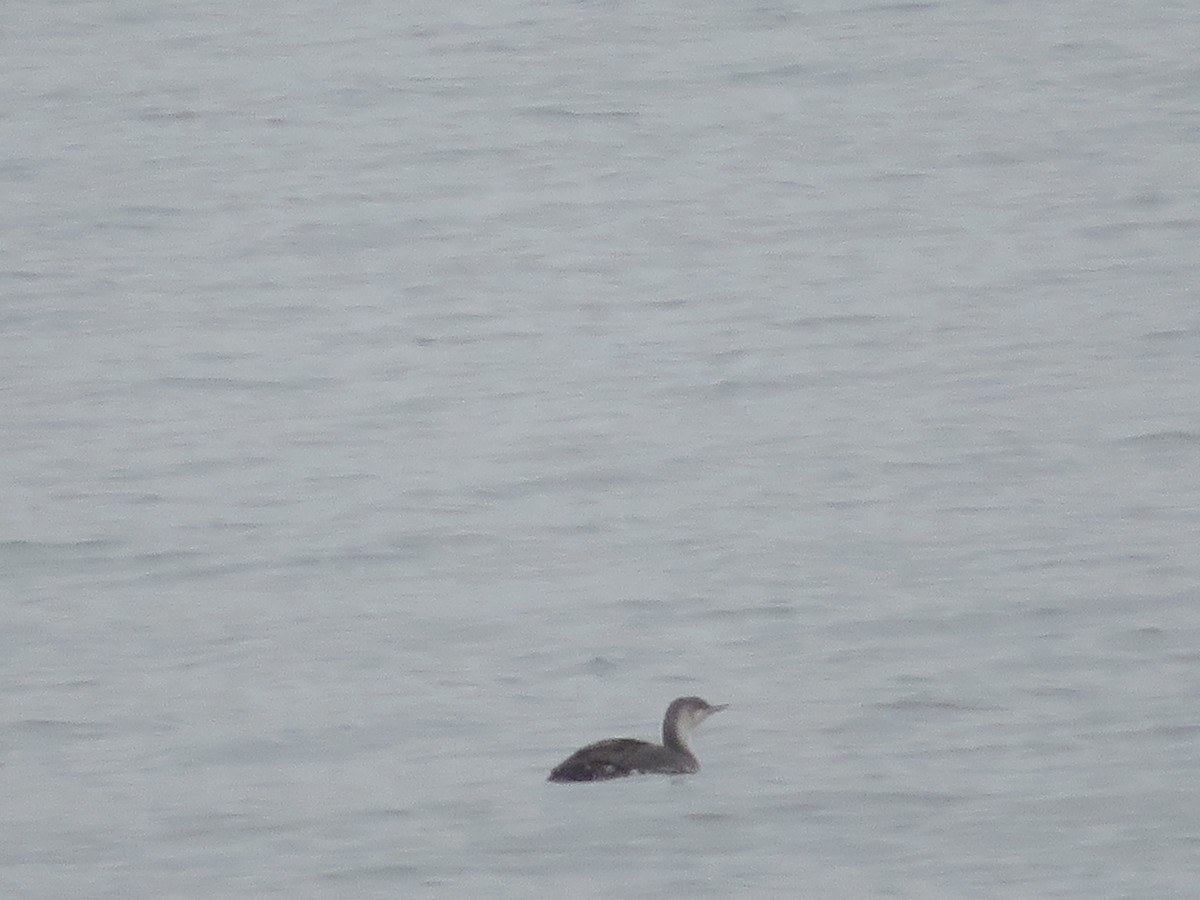 Red-throated Loon - ML149675141