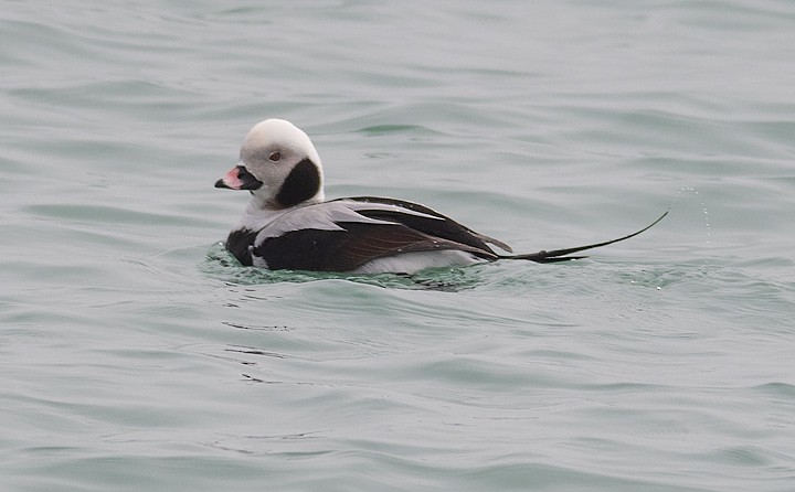 Long-tailed Duck - ML149675711