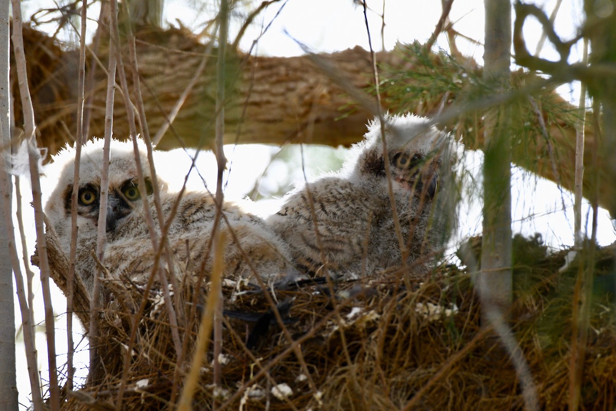 Great Horned Owl - ML149675981