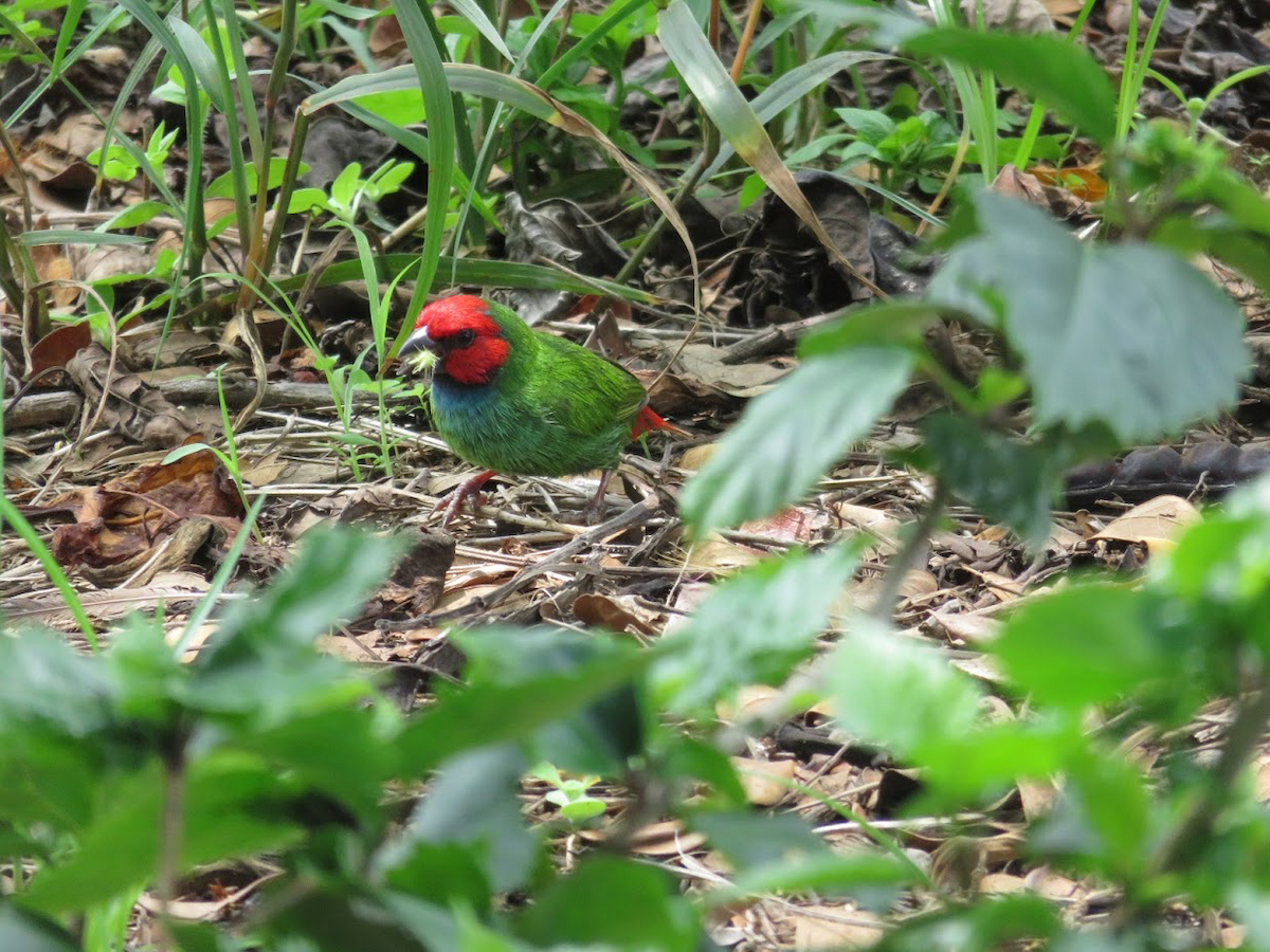 Fiji Parrotfinch - ML149676611