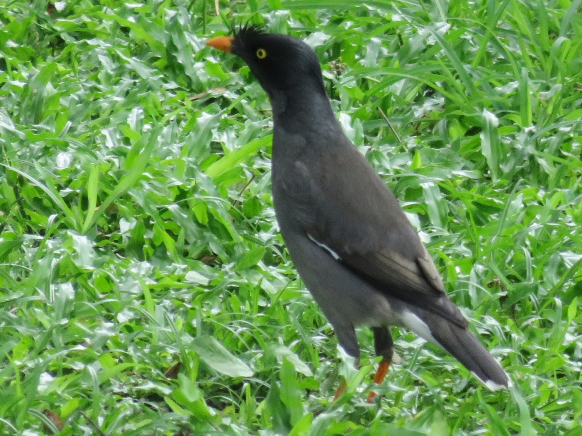 Jungle Myna - ML149676811