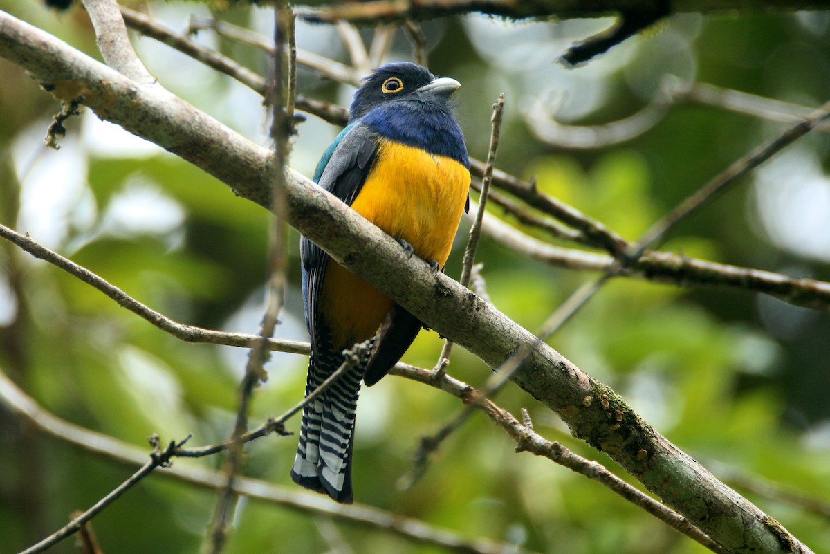 trogon guyanský - ML149677091