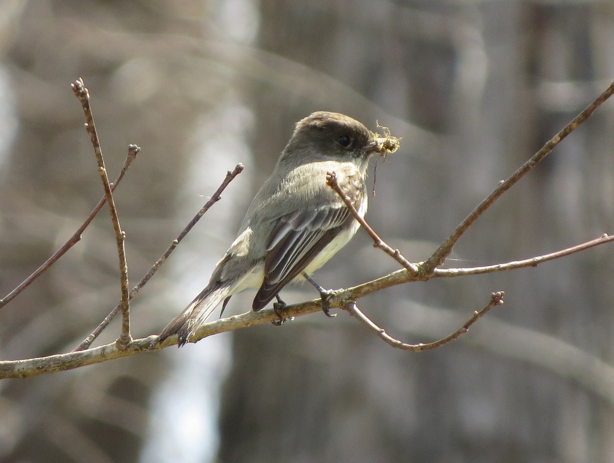 Eastern Phoebe - ML149678871