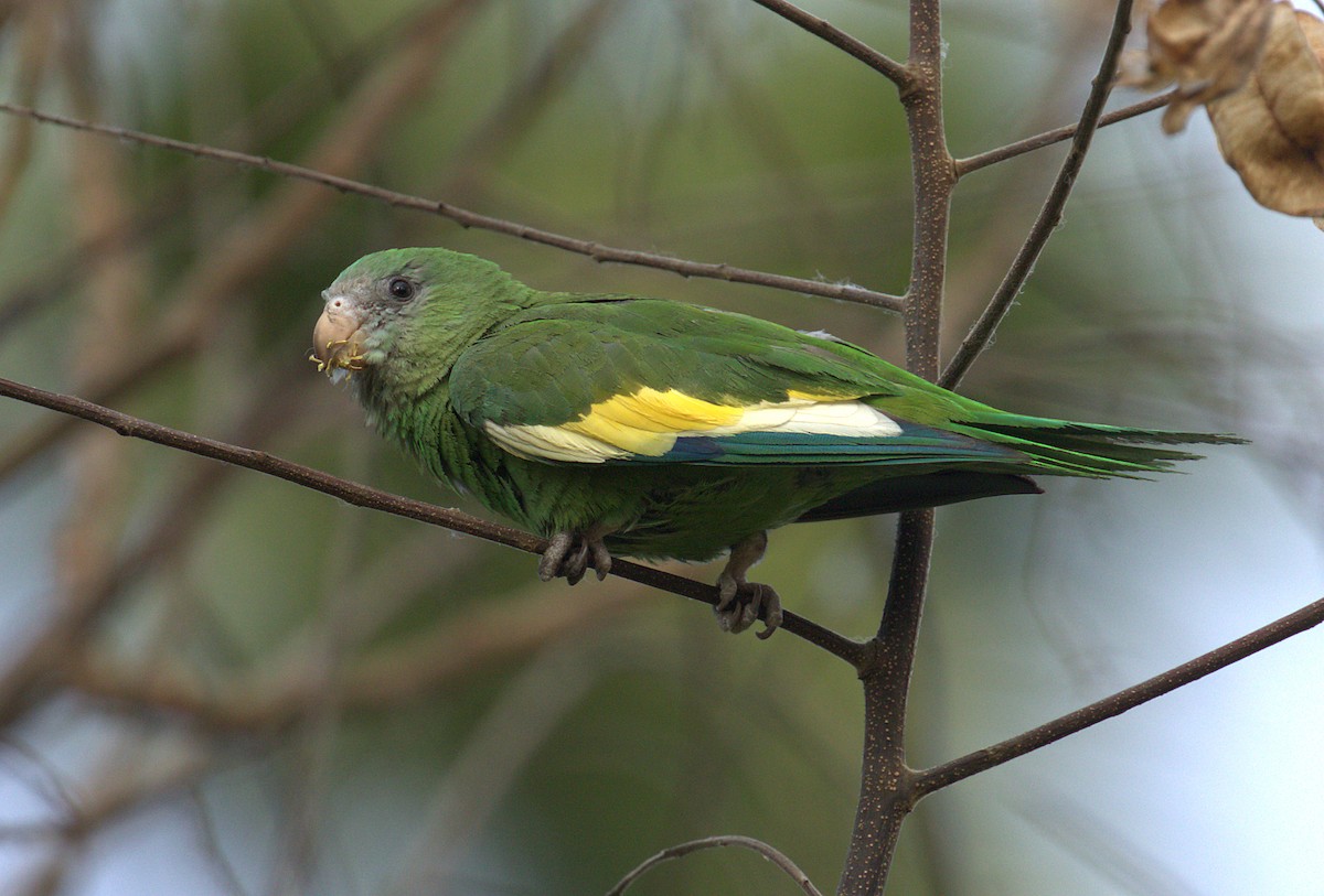 White-winged Parakeet - Curtis Marantz