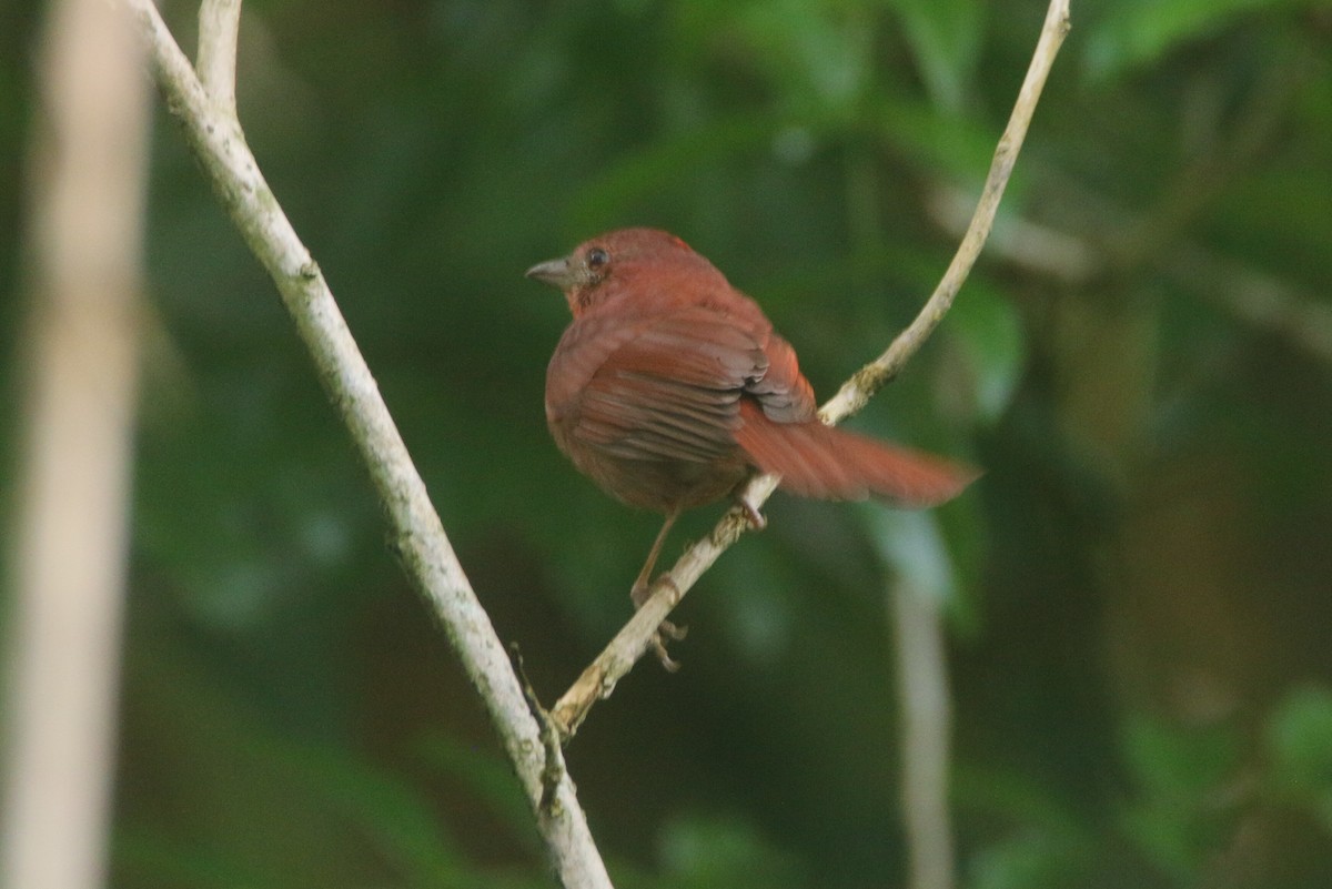 Red-crowned Ant-Tanager - ML149679771