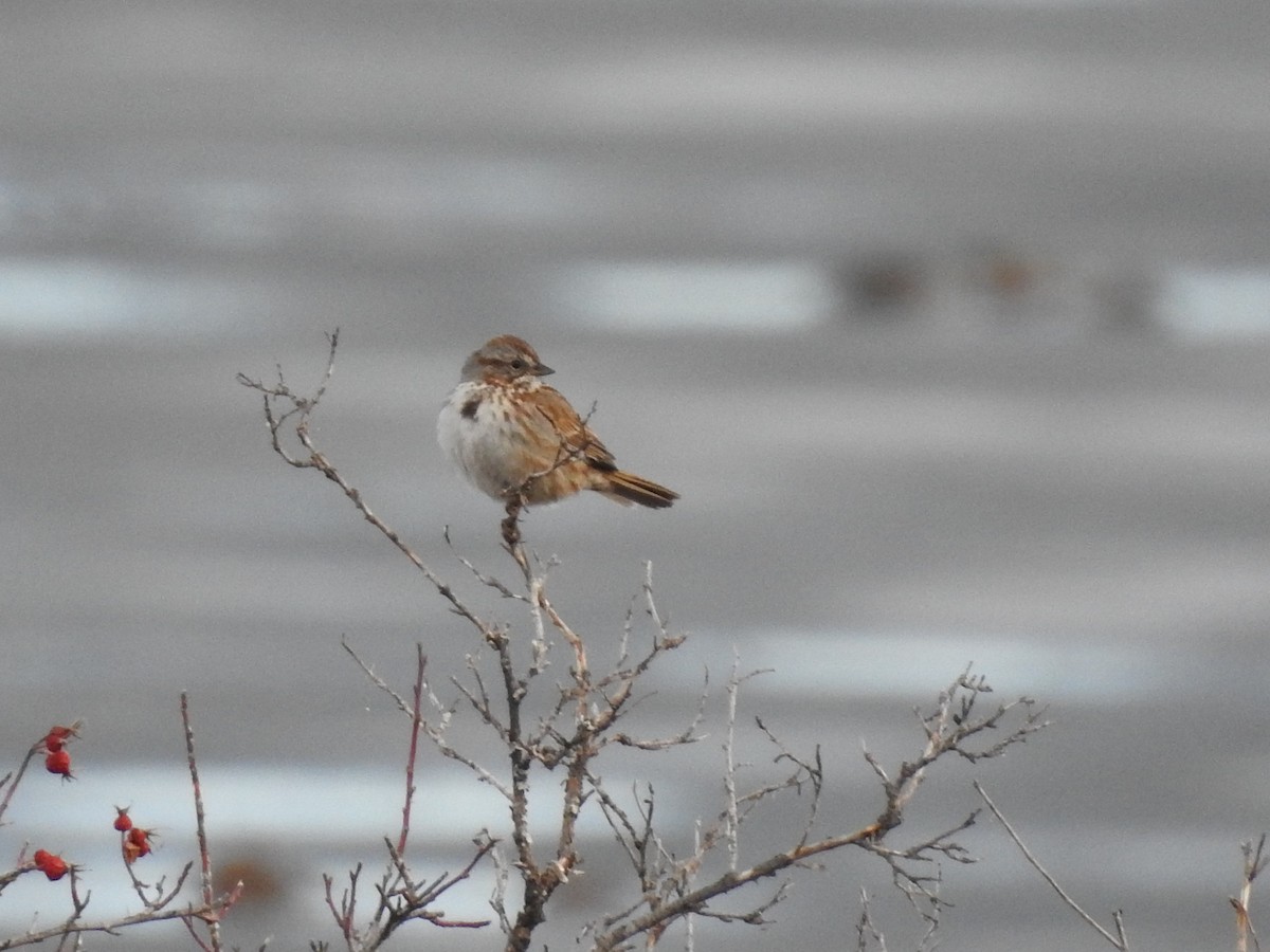 Song Sparrow - ML149680771