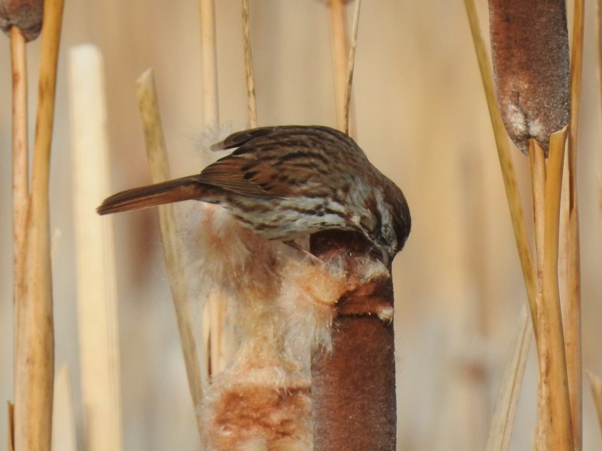 Song Sparrow - ML149680781
