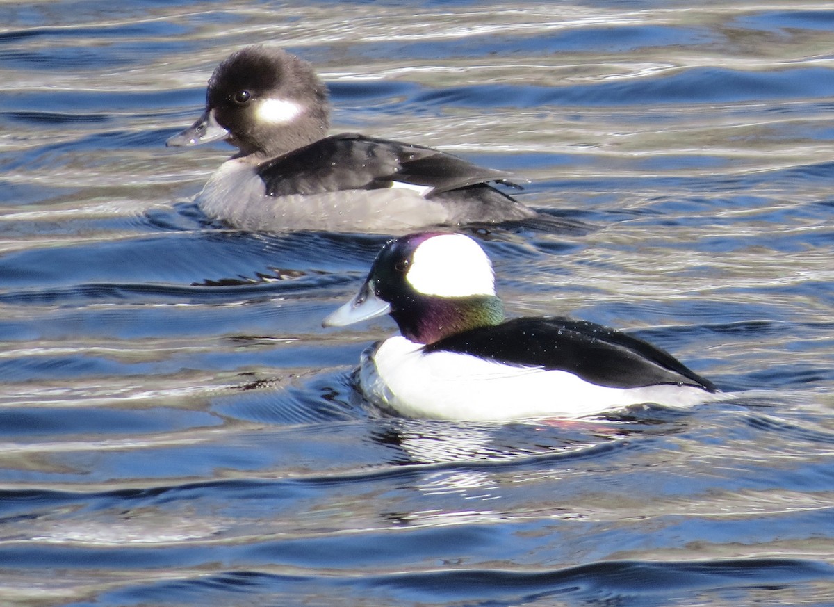 Bufflehead - James Hirtle