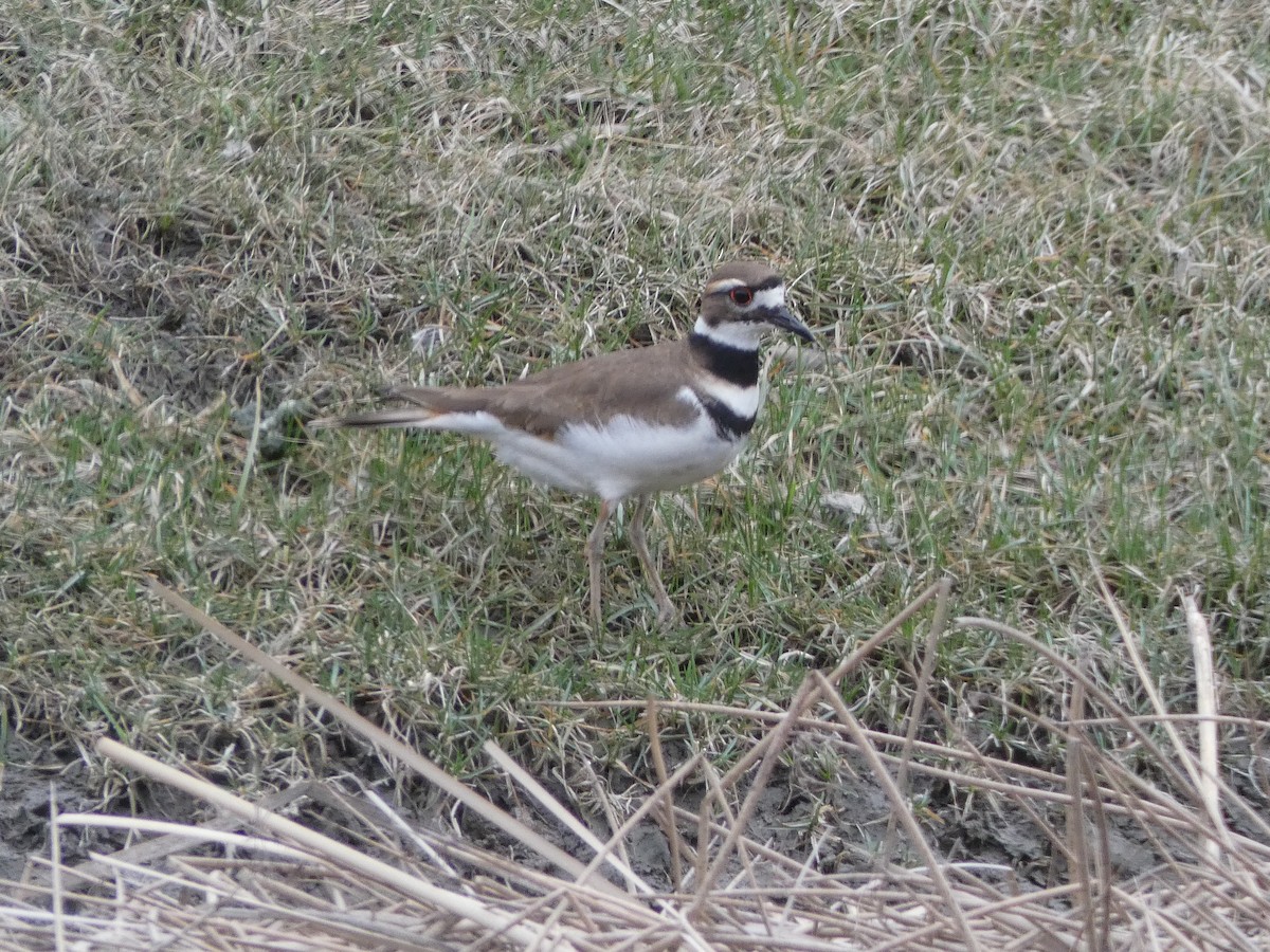 Killdeer - ML149684571