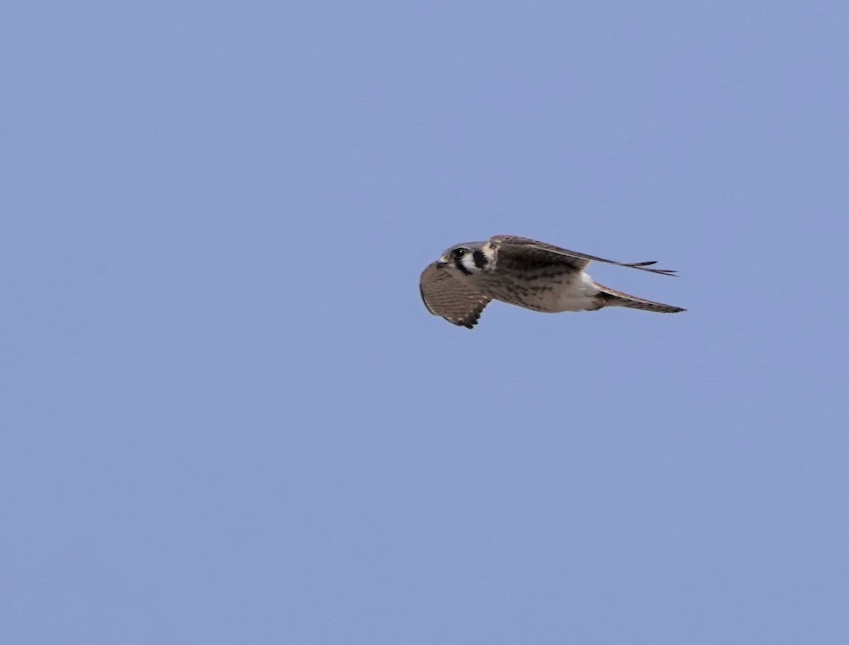 American Kestrel - ML149684631