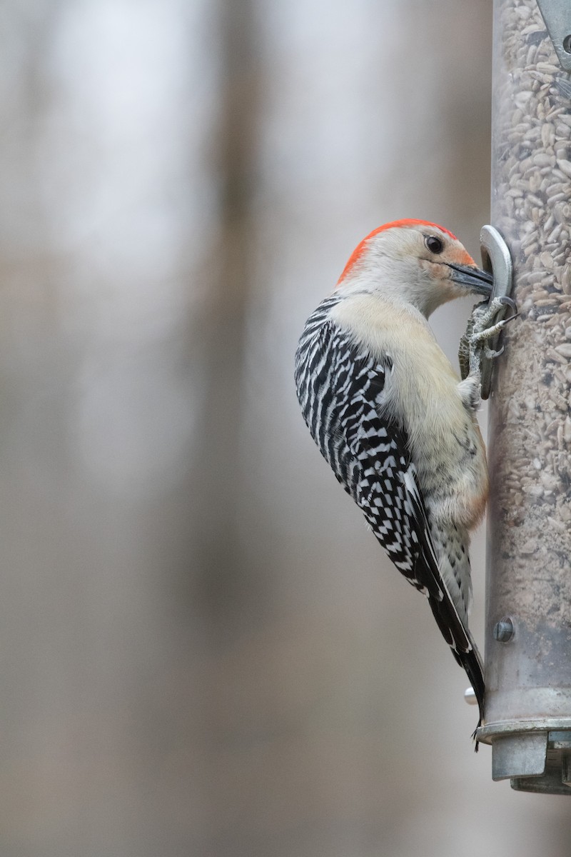 Red-bellied Woodpecker - Lewis Holmes