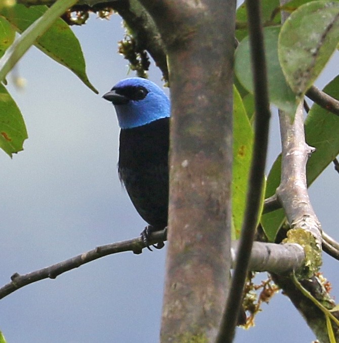 Blue-necked Tanager - ML149687481