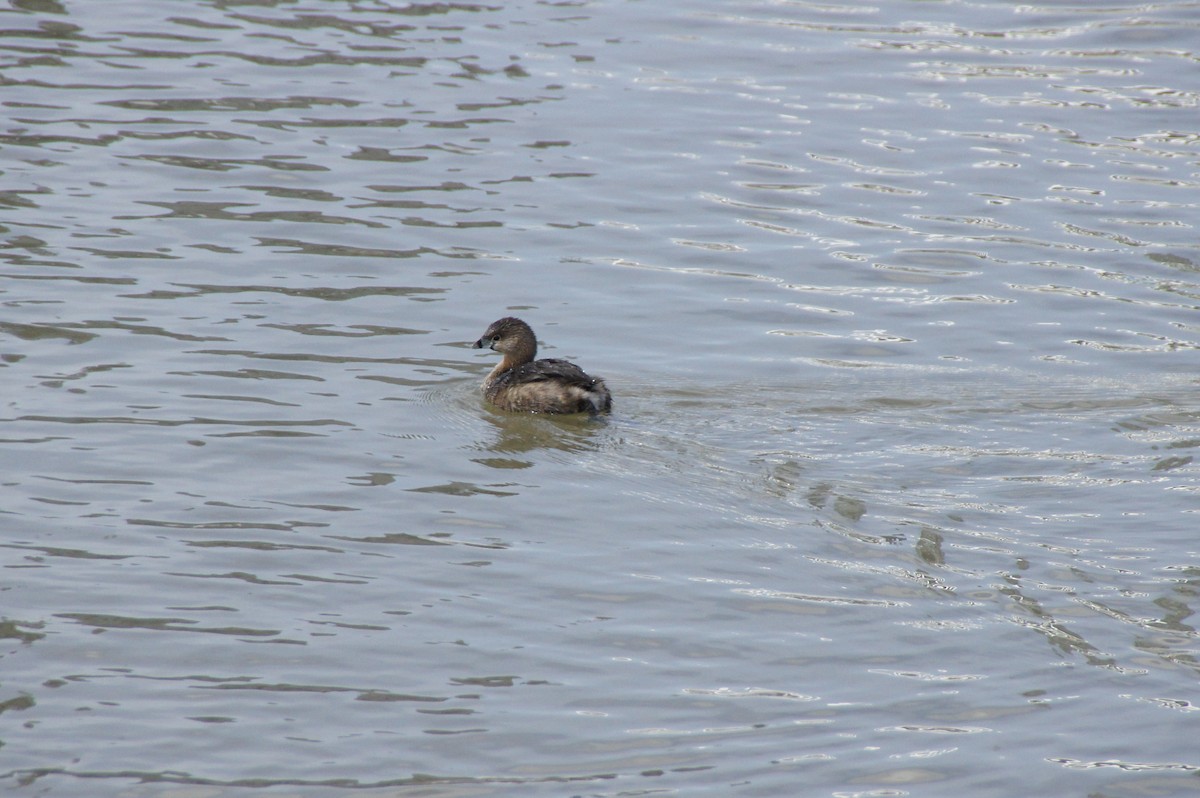 Pied-billed Grebe - Niina Motoyama