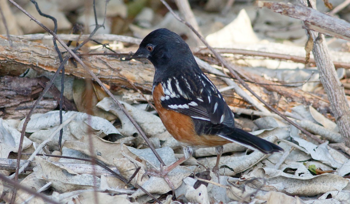 Spotted Towhee - ML149689201