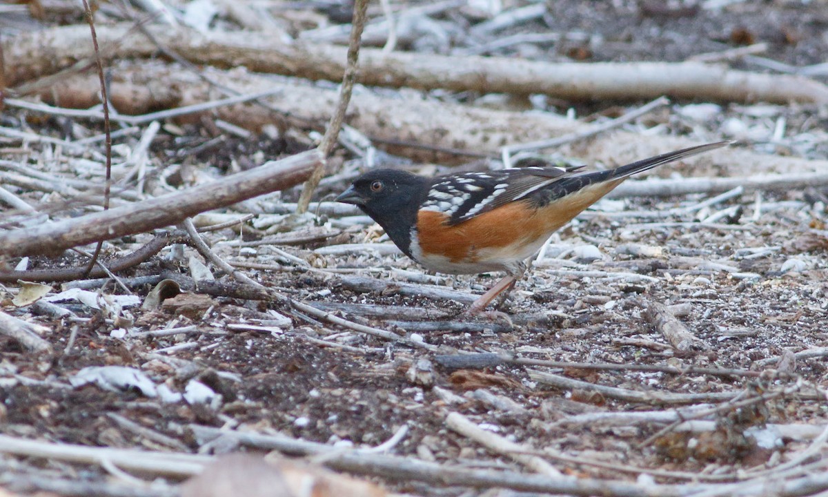 Spotted Towhee - ML149689311