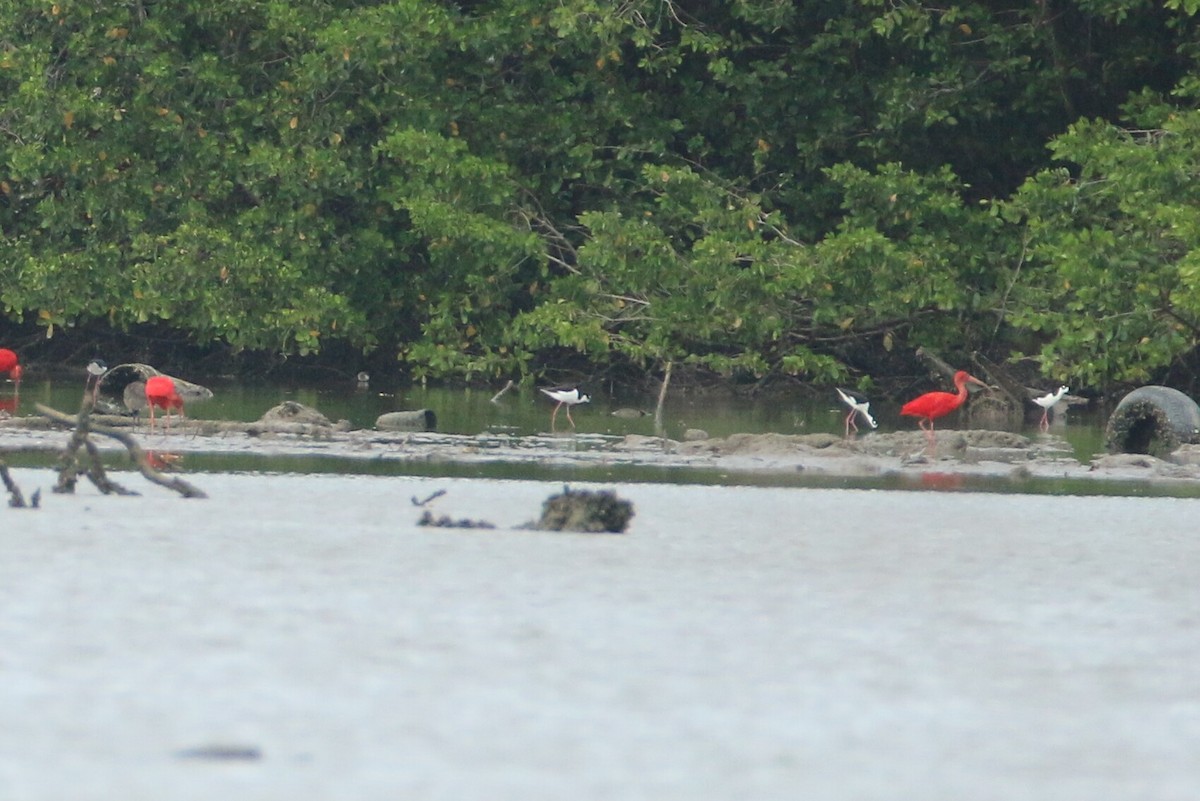 Black-necked Stilt - ML149689491