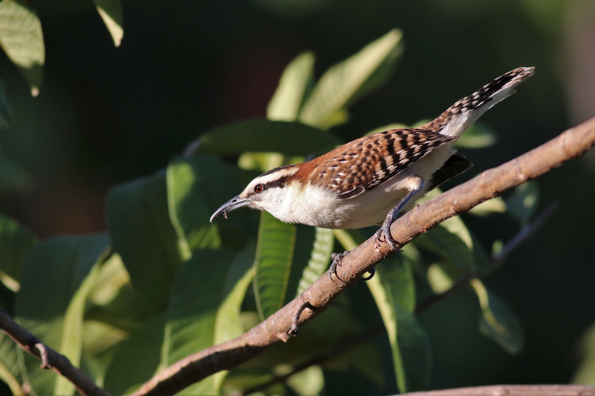 Rufous-naped Wren - Brendan  Fogarty