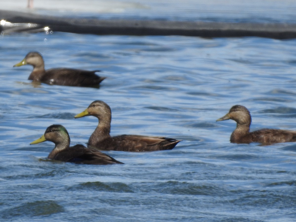 American Black Duck - ML149691541