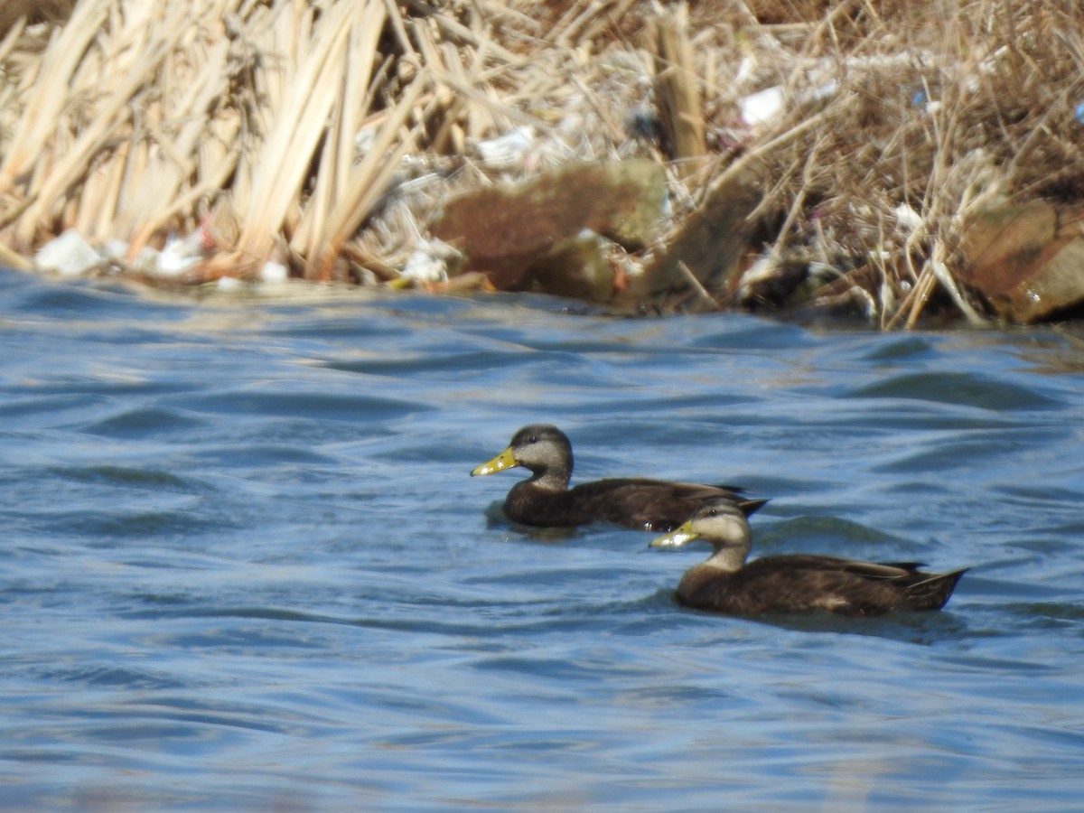 American Black Duck - ML149691611