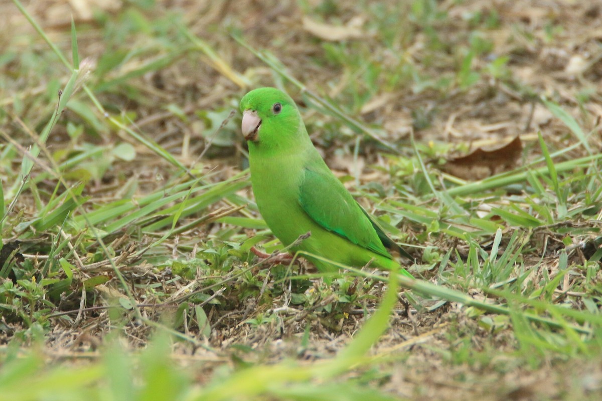 Зелёный воробьиный попугайчик - ML149692661